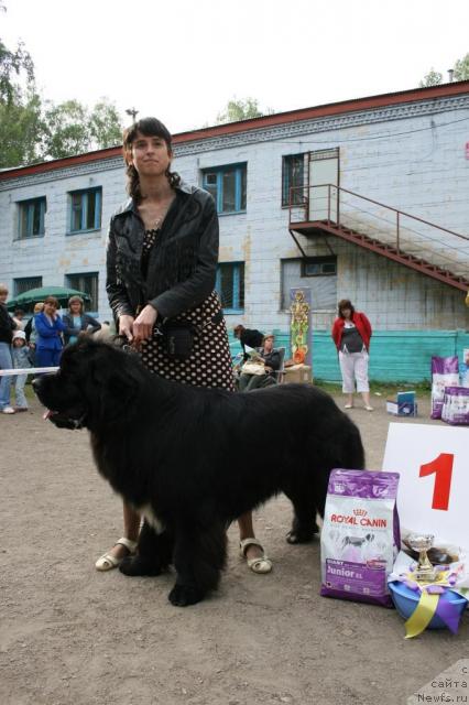 Фото: ньюфаундленд Flagman ot Sibirskogo Medvedja (Флагман от Сибирского Медведя)