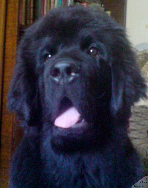 Фото: ньюфаундленд Uyutnaya Dolina Andros Grif (Уютная Долина Андрос Гриф)