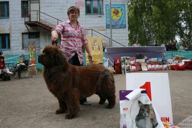 Фото: ньюфаундленд Virdjiniya iz Carstva Medvedey (Вирджиния из Царства Медведей)