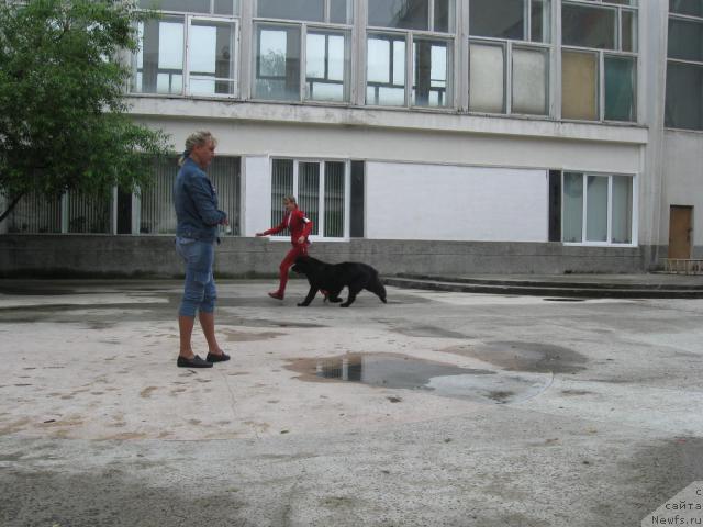 Фото: ньюфаундленд Endless Love Midnight Bear