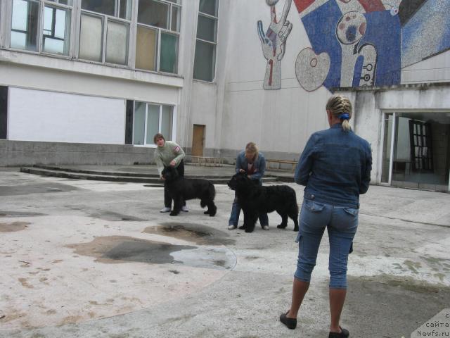 Фото: ньюфаундленд Midnight Lady's All You Need (Midnight Lady's All You Need), ньюфаундленд Lihoy Kazak (Лихой Казак)