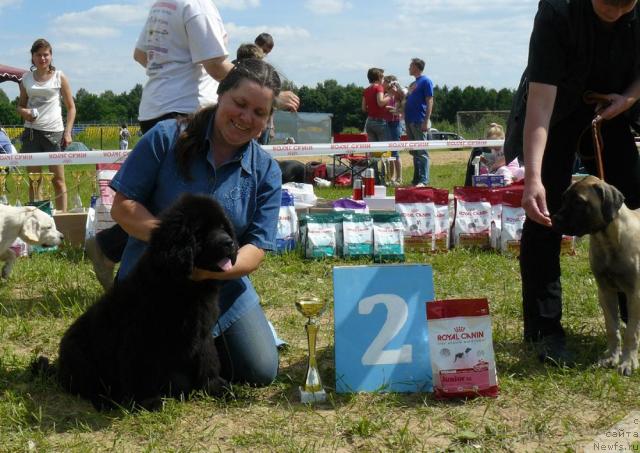 Фото: ньюфаундленд Pchiolkin Dom Dikaya Orhideya (Пчёлкин Дом Дикая Орхидея), Elena Pushkareva (Елена Пушкарева)