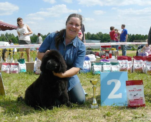 Фото: ньюфаундленд Pchiolkin Dom Dikaya Orhideya (Пчёлкин Дом Дикая Орхидея), Elena Pushkareva (Елена Пушкарева)