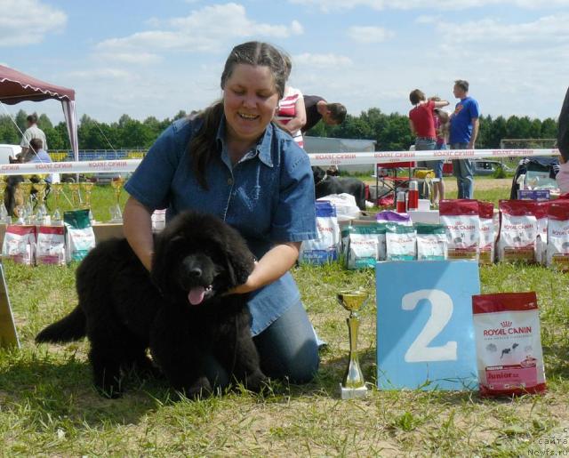 Фото: ньюфаундленд Pchiolkin Dom Dikaya Orhideya (Пчёлкин Дом Дикая Орхидея), Elena Pushkareva (Елена Пушкарева)