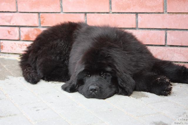 Фото: АК Максим