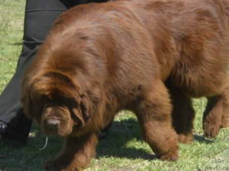 Фото: ньюфаундленд Grizzly Bear