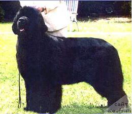 Фото: ньюфаундленд Kendian's In Your Eyes