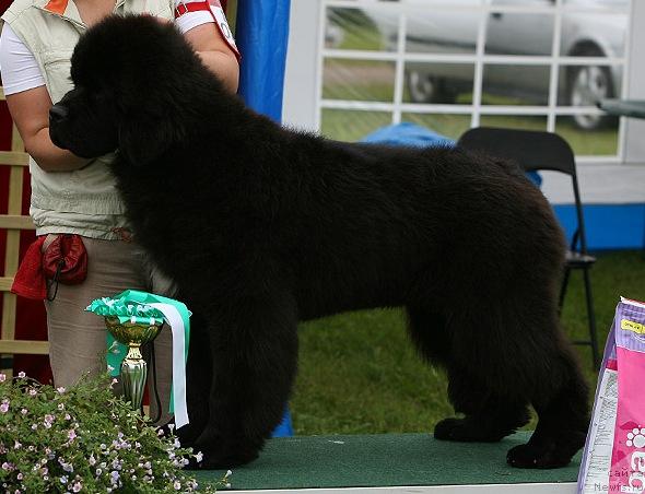 Фото: ньюфаундленд Bowaters Braveheart Nuo Ozo Kalvu