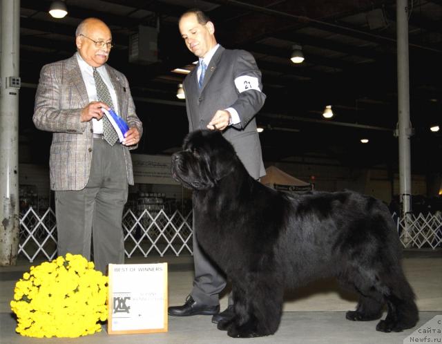 Фото: ньюфаундленд Dream Time for Shadows Eternity