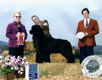 Фото: ньюфаундленд Bowaters Whispers In The Dark