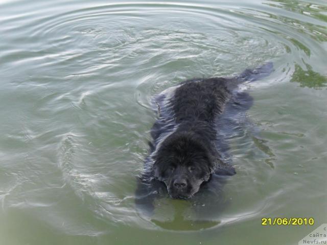 Фото: ньюфаундленд Toptyijka Diadema iz CHernogo Jemchuga (Топтыжка Диадема из Черного Жемчуга)