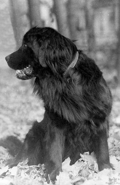 Фото: ньюфаундленд Astra von Pappelheim (Астра фон Папельхайм)