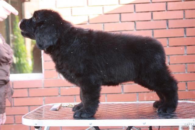 Фото: ньюфаундленд Aquatoriya Kelvin Northern Spirit (Акватория Келвин Нозерн Спирит)