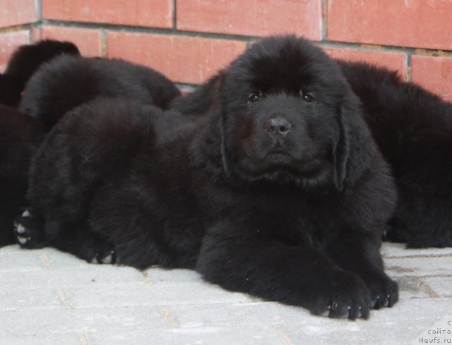 Фото: ньюфаундленд Aquatoriya Kelvin Northern Spirit (Акватория Келвин Нозерн Спирит)