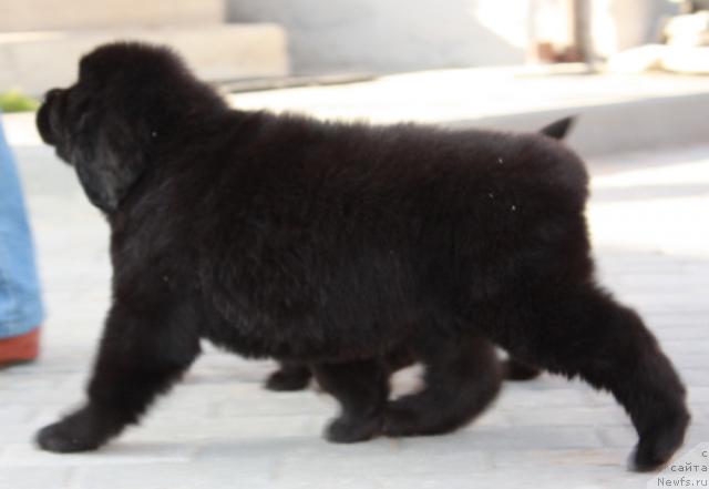 Фото: ньюфаундленд Aquatoriya Kelvin Northern Spirit (Акватория Келвин Нозерн Спирит)