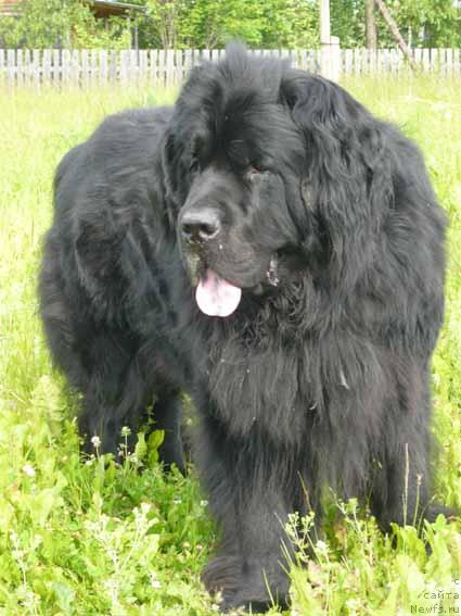 Фото: ньюфаундленд Sent Djons Orfey (Сент Джонс Орфей)