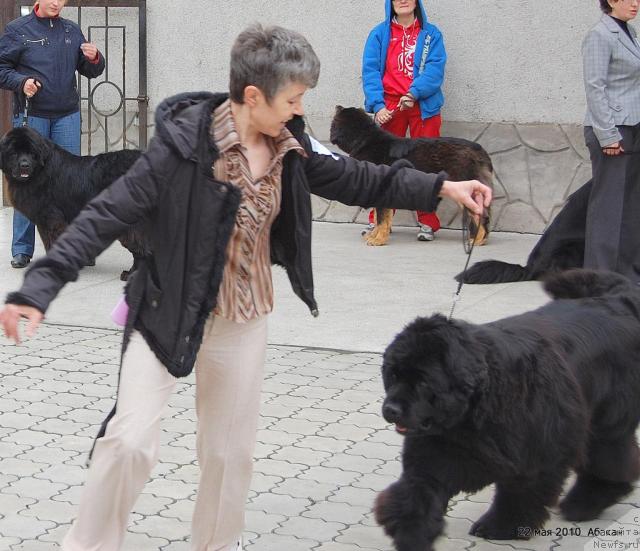 Фото: ньюфаундленд Yunspotid Hay iz Medvejyego Yara (Юнспотид Хай Из Медвежьего Яра), Elena Kropotova (Елена Кропотова)