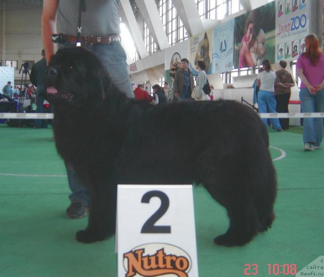 Фото: ньюфаундленд Plushevaya Panda Alex Show (Плюшевая Панда Алекс Шоу)