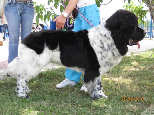 Фото: ньюфаундленд Plyushevaya Panda Stil'-Sankt-Peterburga (Плюшевая Панда Стиль-Санкт-Петербурга)