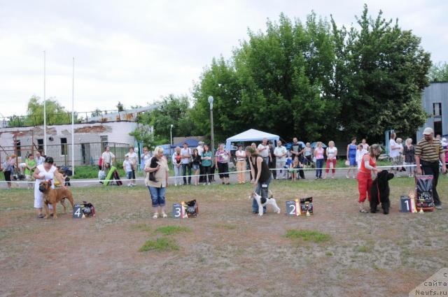 Фото: ньюфаундленд Ursinus Velutus Mission Impossible