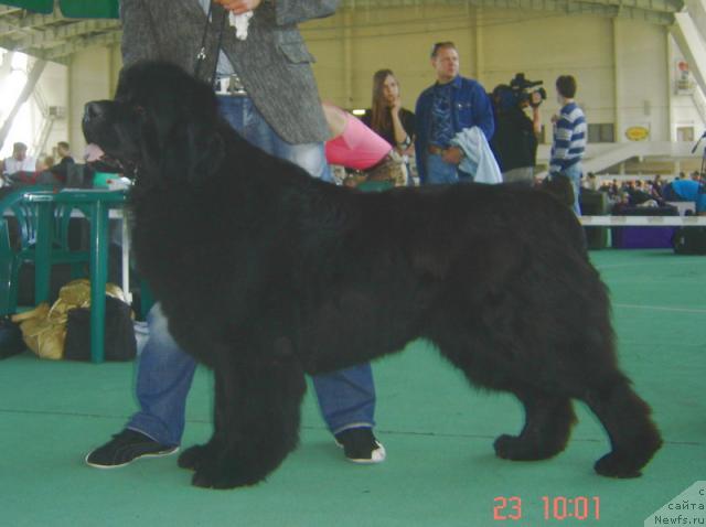 Фото: ньюфаундленд Smigar Ieremiya Ivent Magik (Смигар Иеремия Ивент Магик)