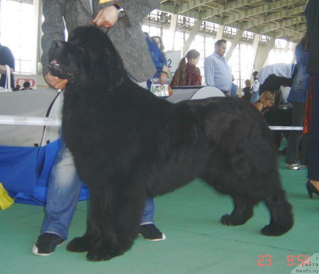 Фото: ньюфаундленд Smigar Ieremiya Ivent Magik (Смигар Иеремия Ивент Магик)