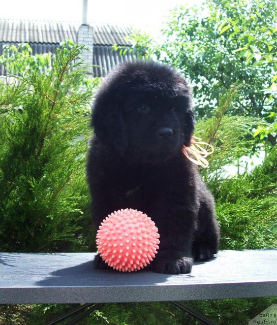 Фото: ньюфаундленд Cennaya SHtuchka (Ценная Штучка)