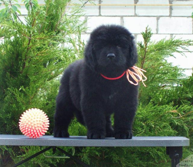 Фото: ньюфаундленд Cennaya SHtuchka (Ценная Штучка)