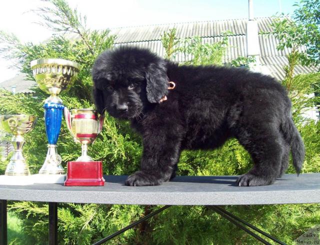 Фото: ньюфаундленд Cennaya SHtuchka (Ценная Штучка)