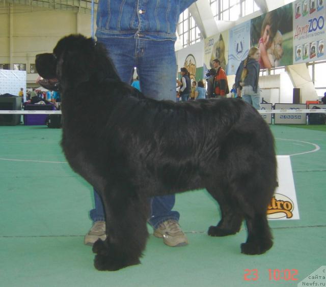 Фото: ньюфаундленд Smigar Zevs Gromoverzhets (Смигар Зевс Громовержец)