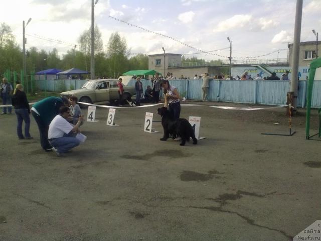 Фото: ньюфаундленд Terra Nova ot Sibirskogo Medvedya (Терра Нова от Сибирского Медведя)