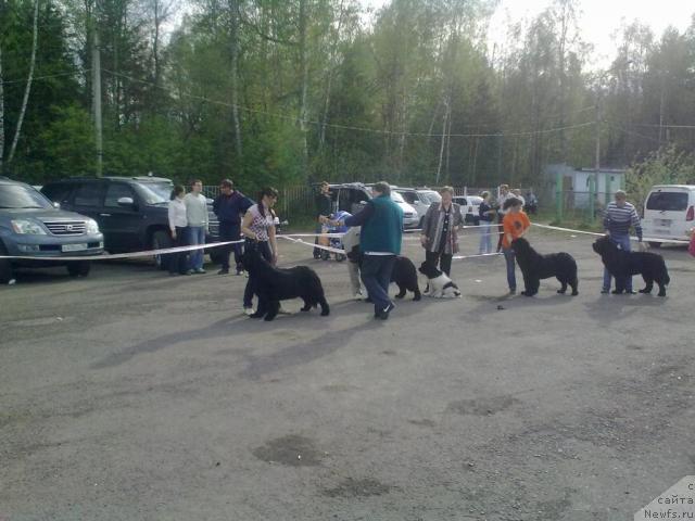 Фото: ньюфаундленд Terra Nova ot Sibirskogo Medvedya (Терра Нова от Сибирского Медведя)