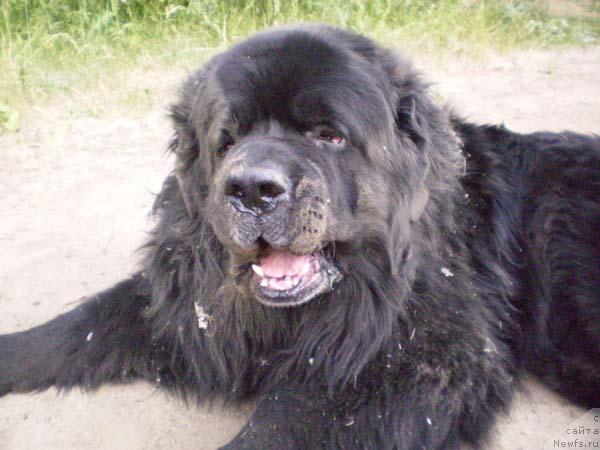 Фото: ньюфаундленд Archibal'd Ursamayor (Арчибальд Урсамайор)