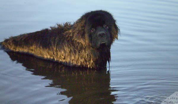Фото: ньюфаундленд Archibal'd Ursamayor (Арчибальд Урсамайор)