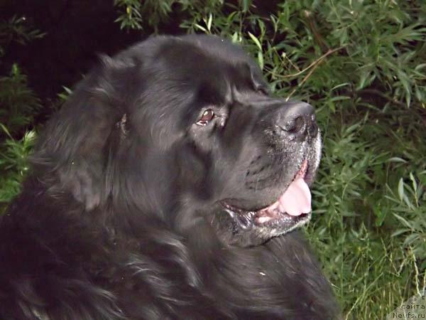 Фото: ньюфаундленд Archibal'd Ursamayor (Арчибальд Урсамайор)
