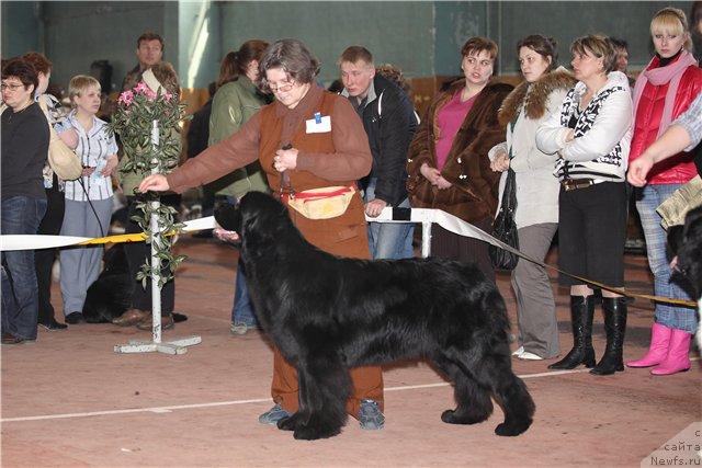 Фото: Nadejda Ermilova (Надежда Ермилова), ньюфаундленд Feliciya (Фелиция)