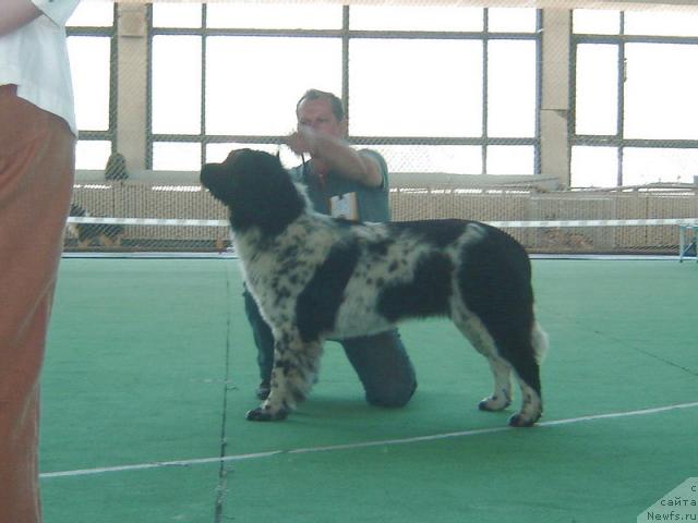 Фото: ньюфаундленд Plushevaya Panda Debra (Плюшевая Панда Дэбра)