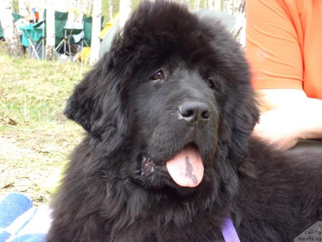 Фото: ньюфаундленд Akin Soul Sofiya (Акин Соул София)