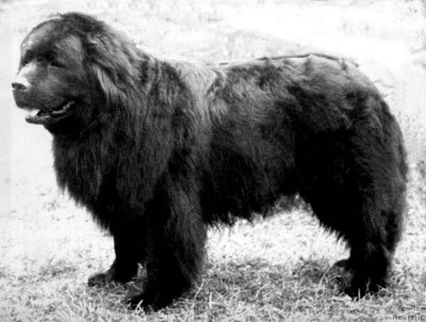 Фото: ньюфаундленд Valuy Bey (Валуй Бей)