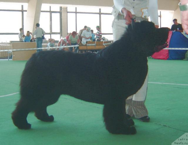 Фото: ньюфаундленд Cayuga Mescalero