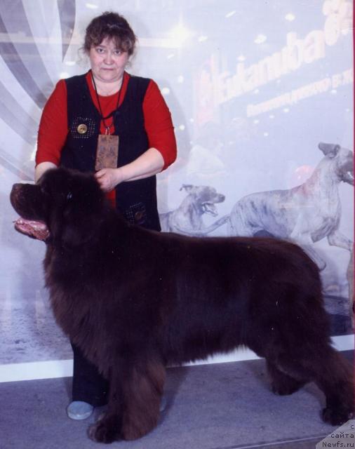 Фото: ньюфаундленд Super Premium Brabus (Супер Премиум Брабус)