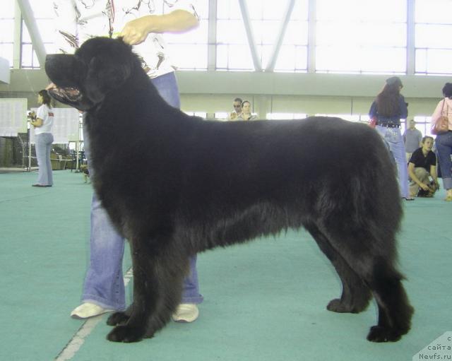 Фото: ньюфаундленд Kukla Barbi iz Antagrada (Кукла Барби из Антаграда)