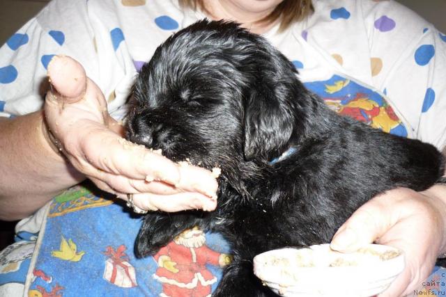 Фото: ньюфаундленд Fann'yuf Udalec Molodec (Фанньюф Удалец Молодец)