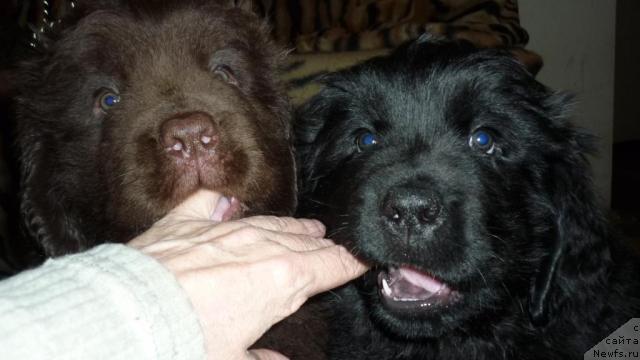 Фотография № 44817