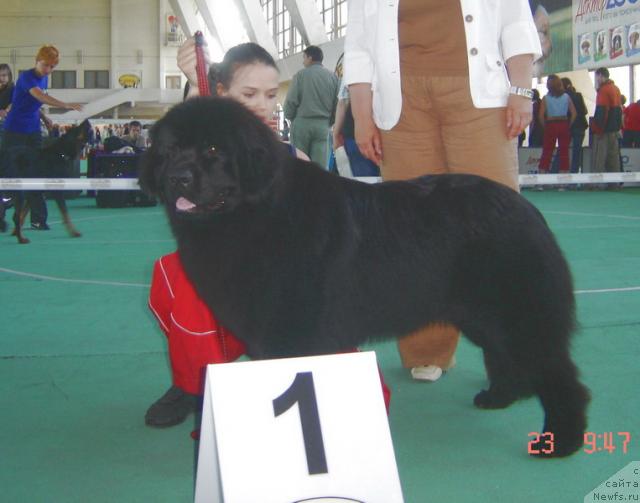 Фото: ньюфаундленд Ukrotitel'nica Stihiy (Укротительница Стихий)