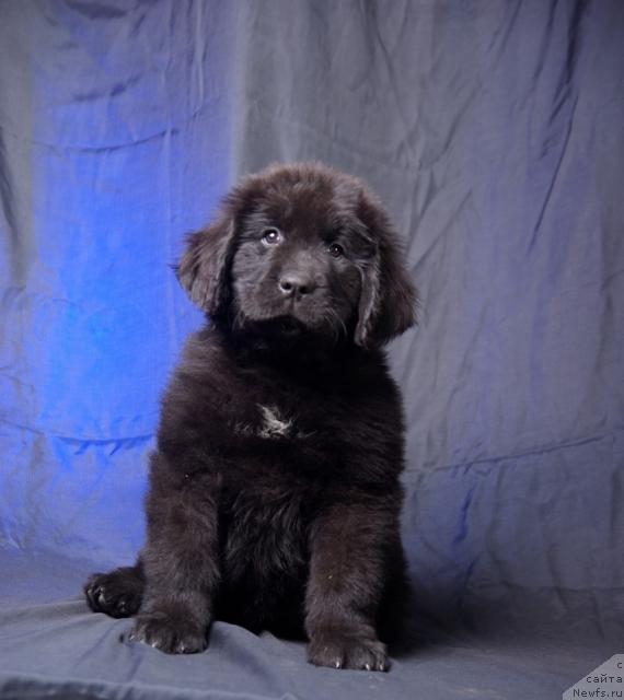 Фото: ньюфаундленд Imperatorskiy Kapriz Ikariya (Императорский Каприз Икария)