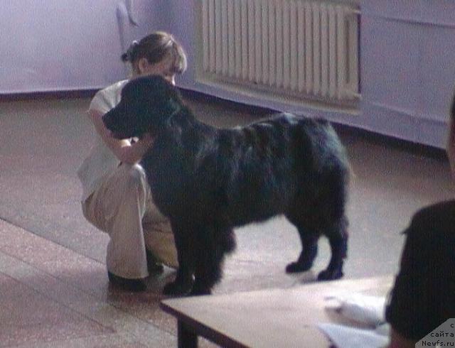 Фото: ньюфаундленд Romantika Dana Best (Романтика Дана Бест), YAnina Vasil'kova (Янина Василькова)