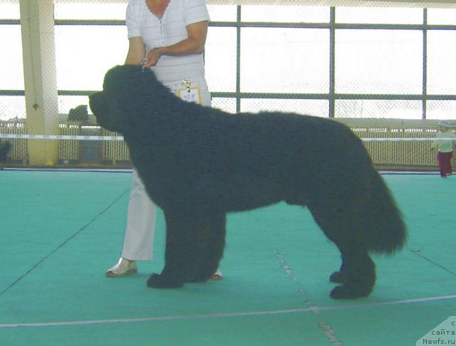 Фото: ньюфаундленд My Big Dream Eyecatcher