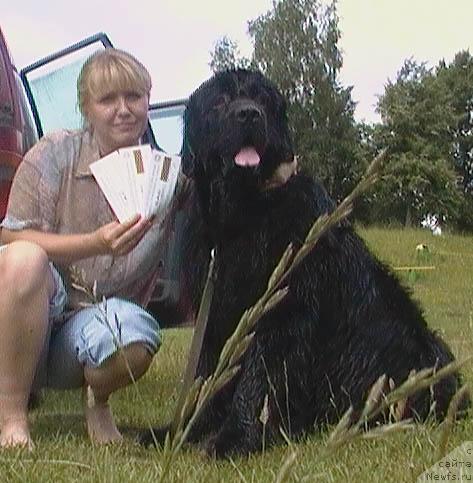 Фото: ньюфаундленд Lihoy Kazak (Лихой Казак), Tat'yana Bogdan (Татьяна Богдан)