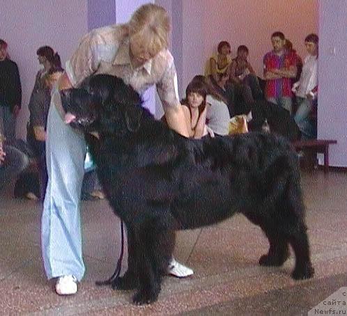 Фото: ньюфаундленд Lihoy Kazak (Лихой Казак), Tat'yana Bogdan (Татьяна Богдан)